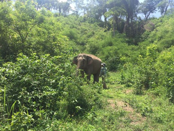 WWF: Voi nhà và kế hoạch tái thả về tự nhiên