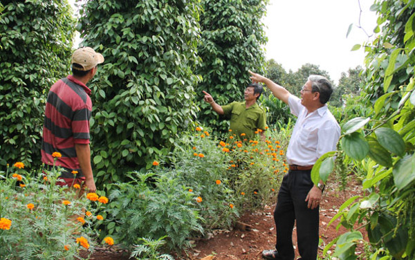 Xây dựng nông thôn mới: Gian nan thực hiện tiêu chí số 13