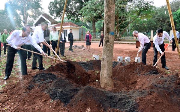 Trồng cây long não tại khuôn viên Di tích lịch sử Biệt điện Bảo Đại