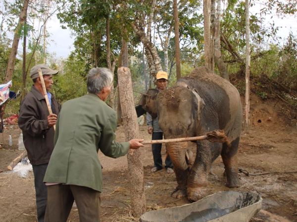 Đồng ý xây dựng Đề án "Lễ hội Văn hóa truyền thống huyện Buôn Đôn"