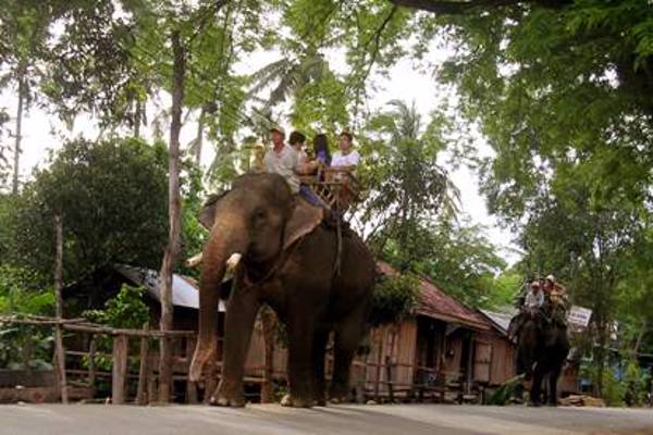 Đắk Lắk ban hành Chỉ thị về quản lý và sử dụng Voi nhà  trong hoạt động kinh doanh du lịch, văn hóa trên địa bàn tỉnh