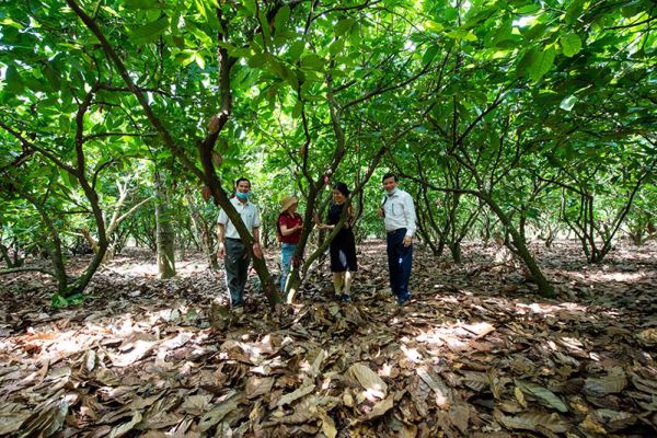 Khảo sát xây dựng tour trồng, chăm sóc và chế biến Cacao phục vụ khách du lịch 