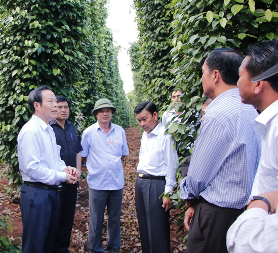 Phó Chủ tịch Quốc hội Phùng Quốc Hiển (bìa trái) trao đổi với lãnh đạo huyện Cư Kuin nhân chuyến tham quan mô hình trồng tiêu tại xã Ea Bhốk