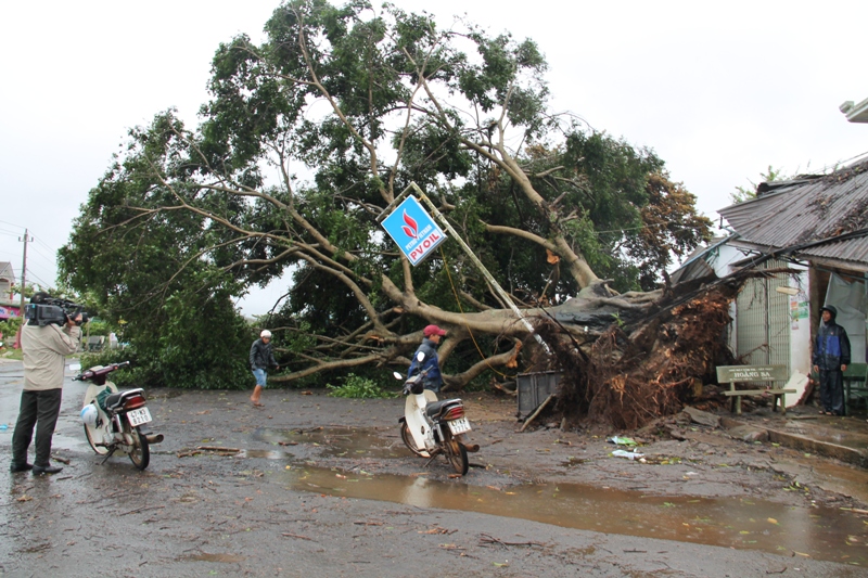 Cây xanh trên Quốc lộ 26 đoạn qua xã Hoà An (huyện Krông Pắc) bị gãy đổ.