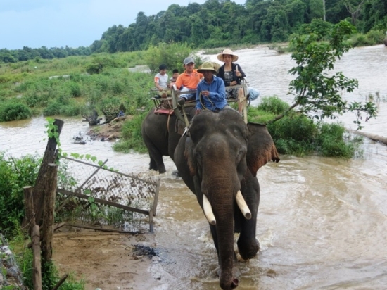Dịch vụ cưỡi voi vốn được rất nhiều du khách yêu thích khi đến Đắk Lắk không còn được duy trì nhằm bảo tồn đàn voi nhà. Ảnh: Công Lý