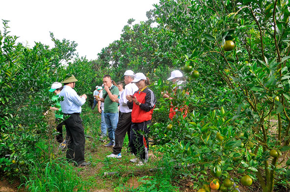 Tham quan vườn cây ăn quả ở Ea Sô - H. Ea Kar