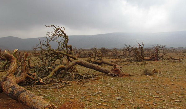 Quần đảo Socotra, Yemen đã bị bão lốc vào năm 2015 - một sự kiện thời tiết hiếm hoi ở khu vực này của Ấn Độ Dương. Ảnh: IUCN