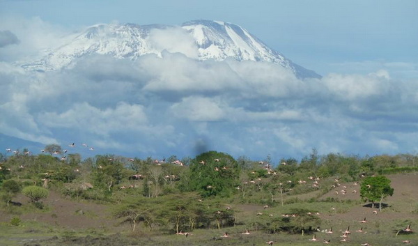 Vườn quốc gia Kilimanjaro, Tanzania. Ảnh: IUCN