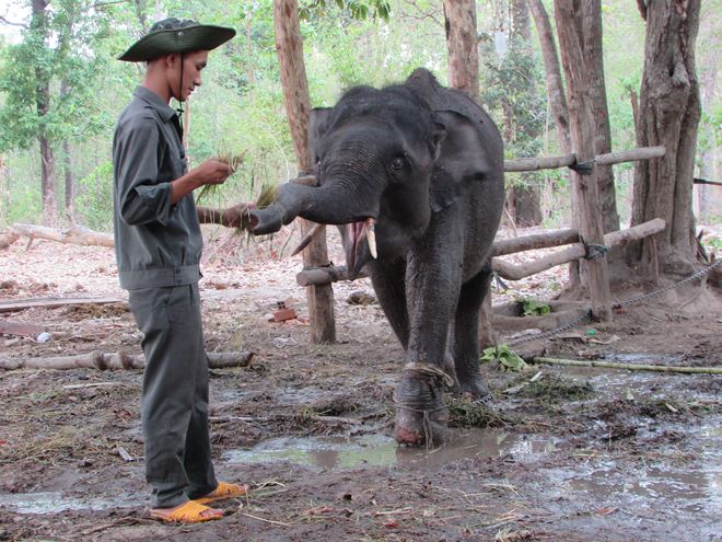 Chăm sóc cho voi rừng bị thương 