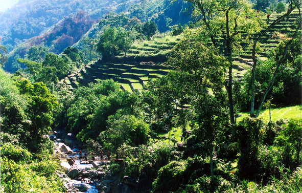 Ruộng bậc thang của người Xê Đăng trên núi Ngọc Linh (Kon Tum).