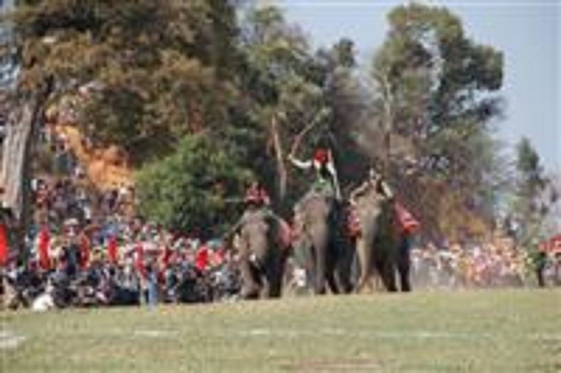 Đua voi là “đặc sản” chỉ có ở Đắk Lắk, nhưng lợi thế này đang dần mai một phần nào