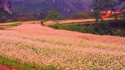 Những cánh đồng hoa Tam giác mạch là những điểm đến thu hút khách du lịch