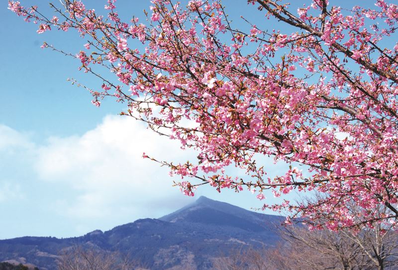 Vào khoảng cuối tháng 2, hoa Anh đào núi nở bạt ngàn tại công viên Ibaraki