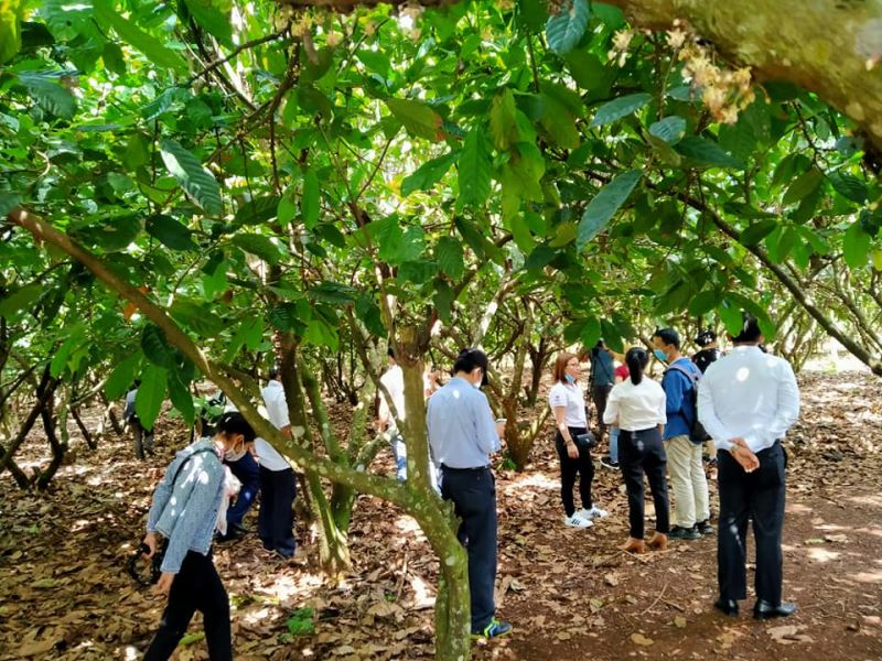 Khảo sát thực tế quy trình trồng, chăm sóc và chế biến Cacao tại Công ty TNHH Cacao Nam Trường Sơn