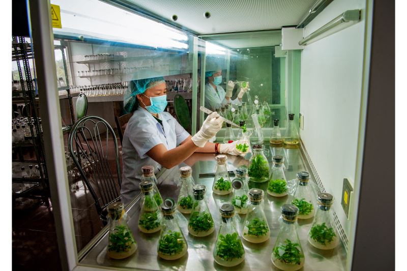 Tác phẩm “Nhân giống cà phê bằng phương pháp nuôi cấy mô tế bào”, tác giả Trần Thị Mùi -  Khuyến khích