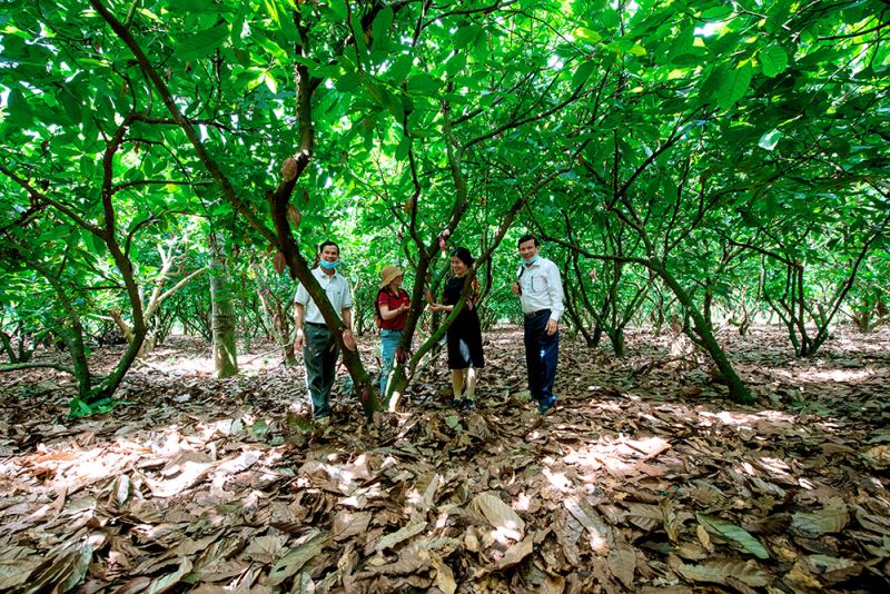 Thăm vườn Cacao