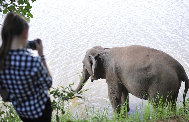 Du khách được ngắm voi từ xa, theo dõi voi ăn, tắm, ngủ, đi dạo cùng voi trong rừng... (ảnh internet)