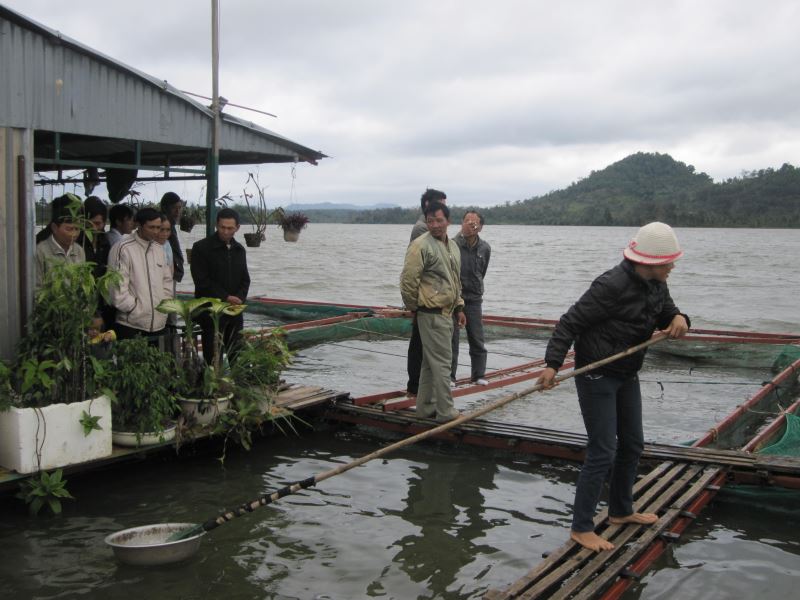 Ảnh: Mô hình nuôi cá lăng tại xã Ea Kao, tp Buôn Ma Thuột