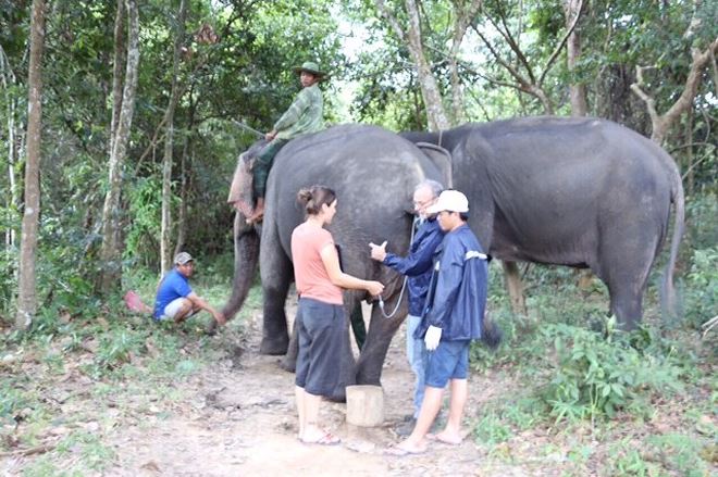 Quá trình mang thai của voi Ban Nang được các chuyên gia đầu ngành về voi của Châu Á và thế giới theo dõi rất sát sao